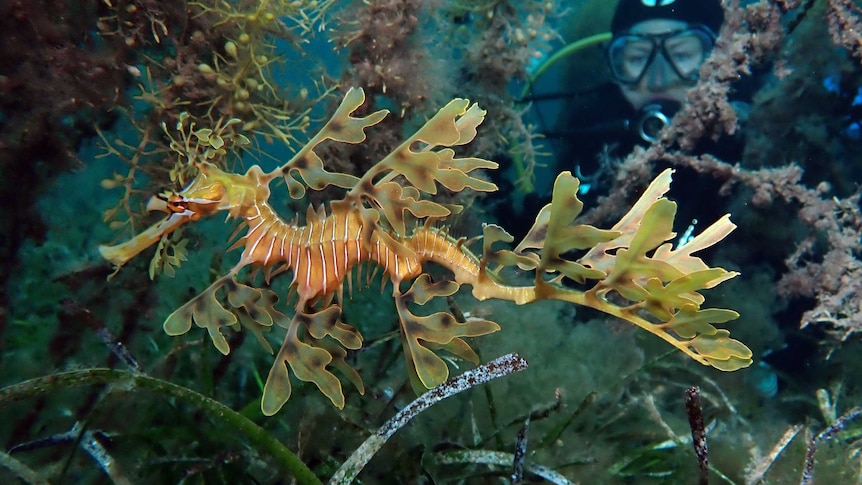 Leafy seadragon with diver