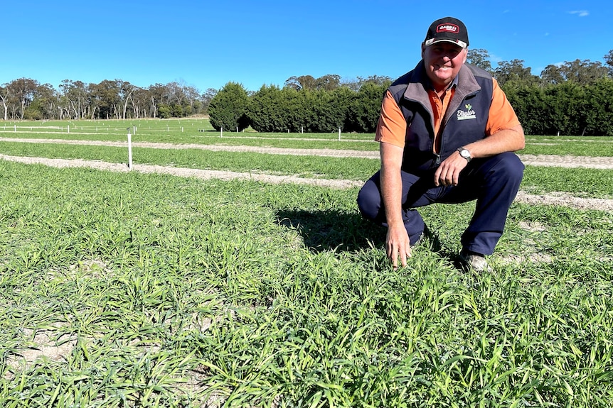 A man wearing a cao crouched down in a paddock touching a crop.