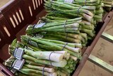 Asparagus spears in bundles in a box ready for the market.