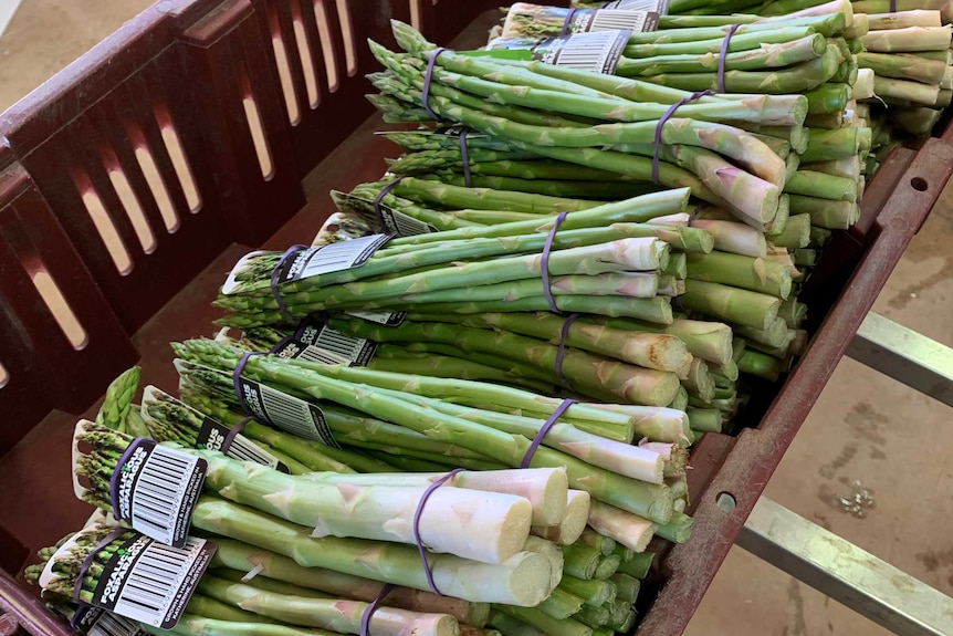 Asparagus spears in bundles in a box ready for the market.