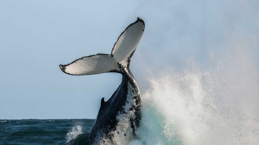 whaletail