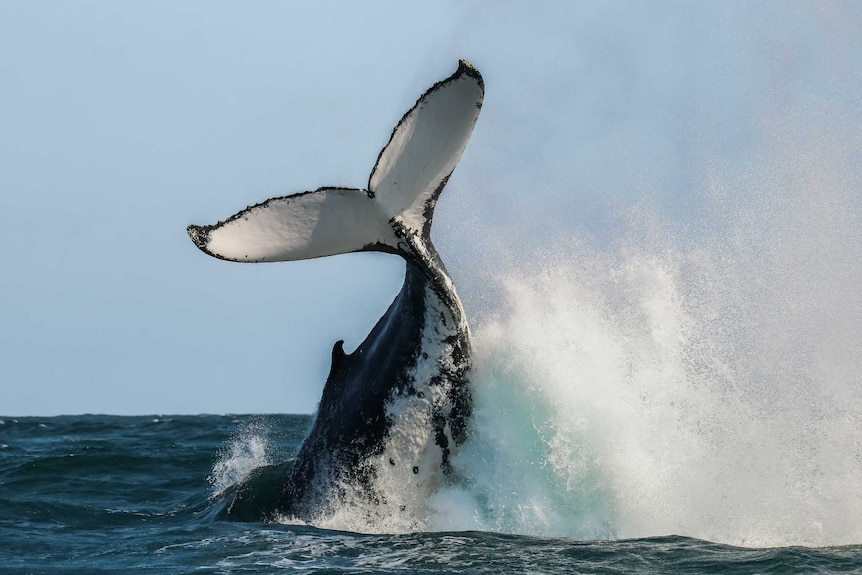 A whale tail out of the water