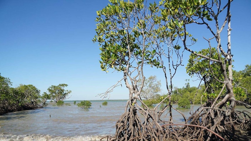 Mangroves stand by the ocean at Glyde Point