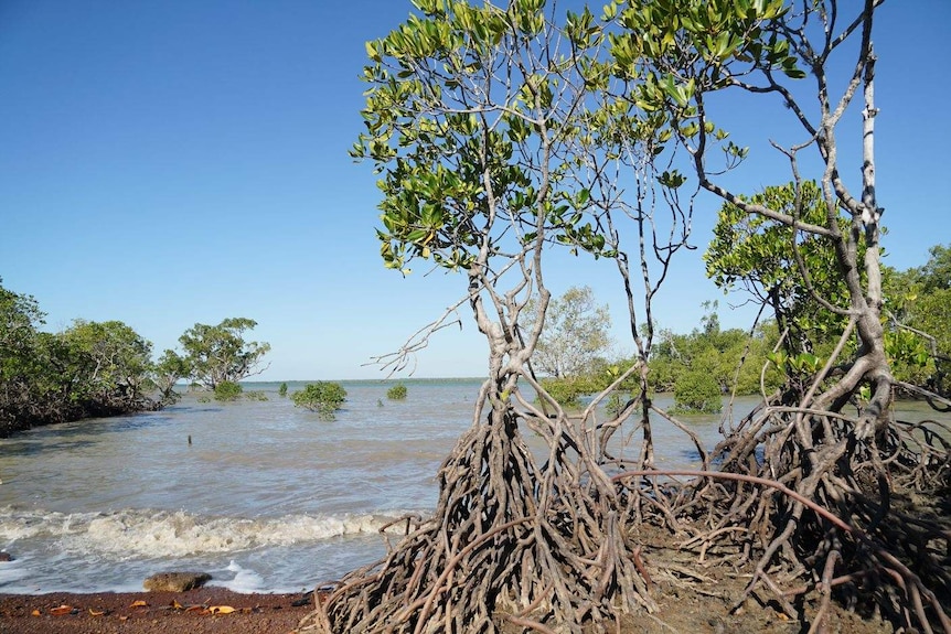 Mangroves stand by the ocean at Glyde Point