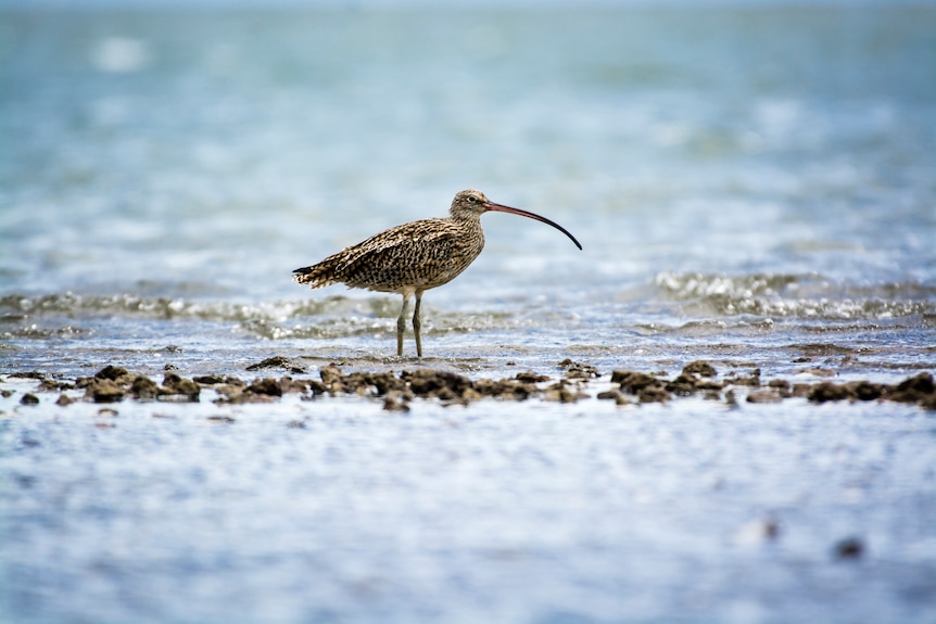 A curlew with waves in the background.