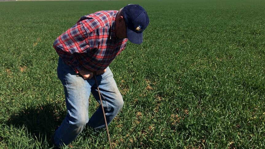 Testing dry crops for sub-soil moisture