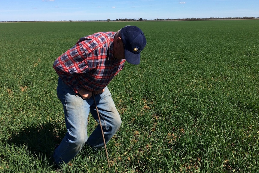 Testing dry crops for sub-soil moisture