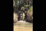 a saltwater crocodile climbing a riverbank.