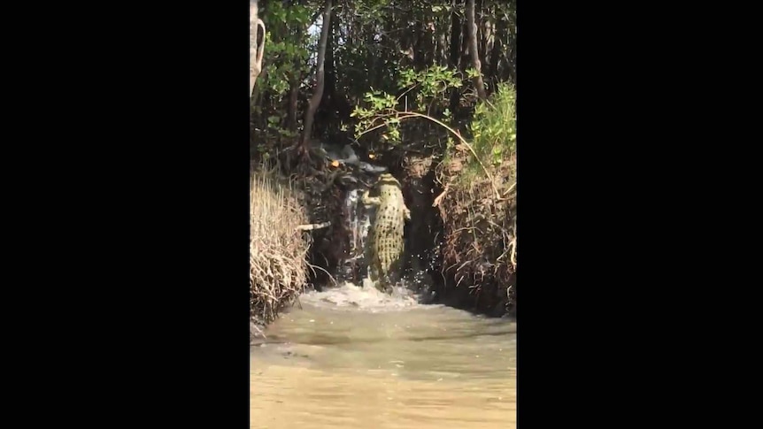 a saltwater crocodile climbing a riverbank.