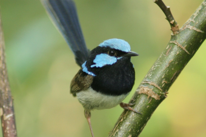 A black bird with baby blue crest perching on a branch. its tail is out of focus.