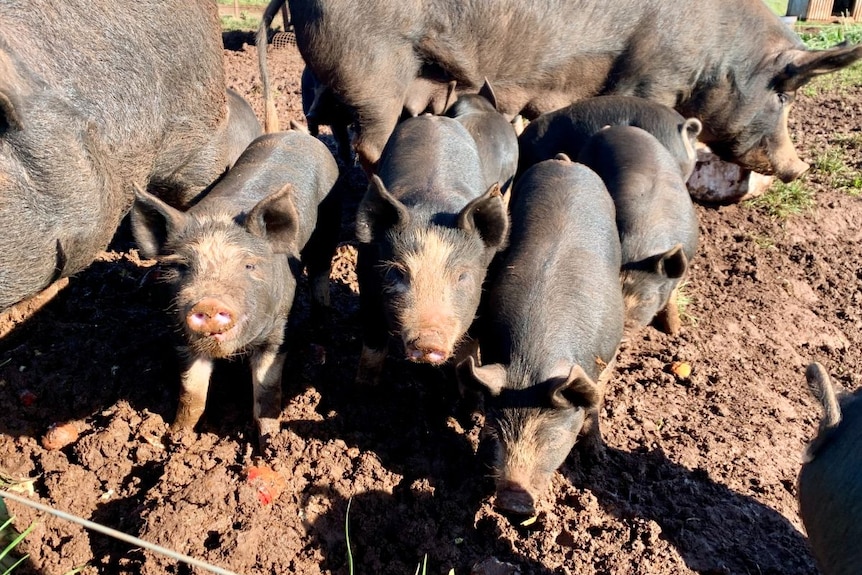 Black piglets in mud.