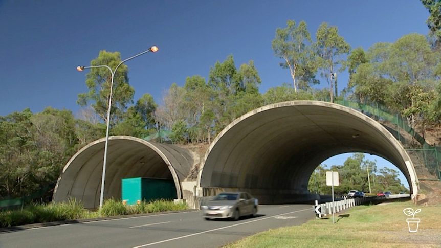 Cars driving through concrete tunnel with bushland above