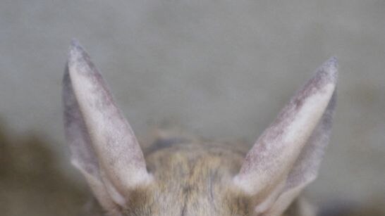 A long-eared jerboa eats an insect