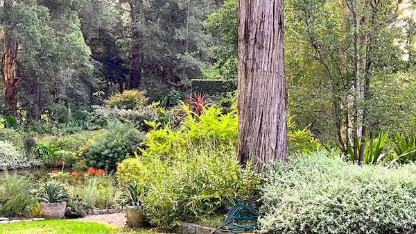 A large landscaped garden with garden beds and a tall tree.