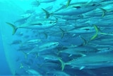 Under water view of tuna swimming from left to right, netting on the left in the background