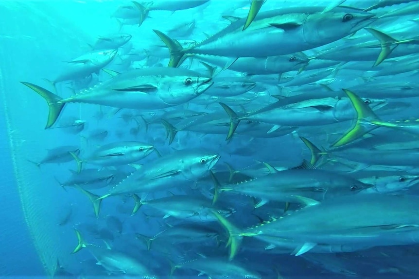 Under water view of tuna swimming from left to right, netting on the left in the background.