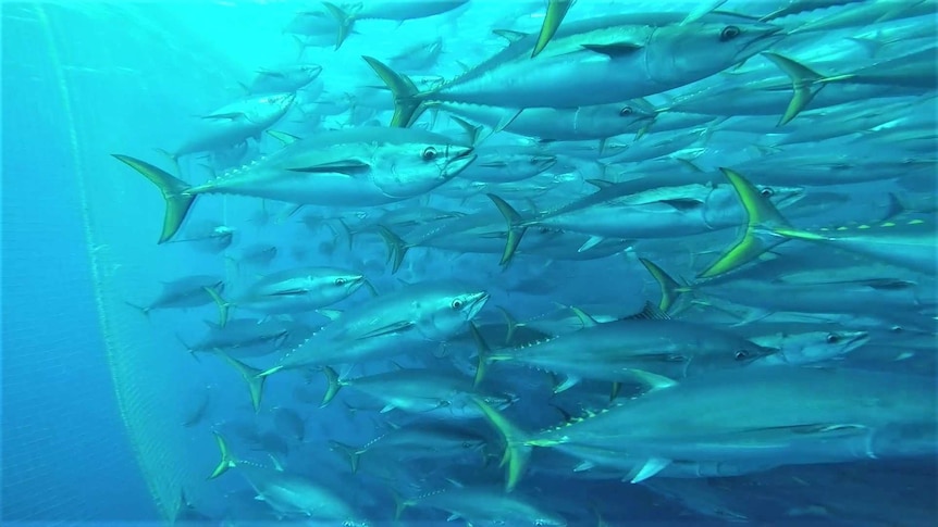 Under water view of tuna swimming from left to right, netting on the left in the background