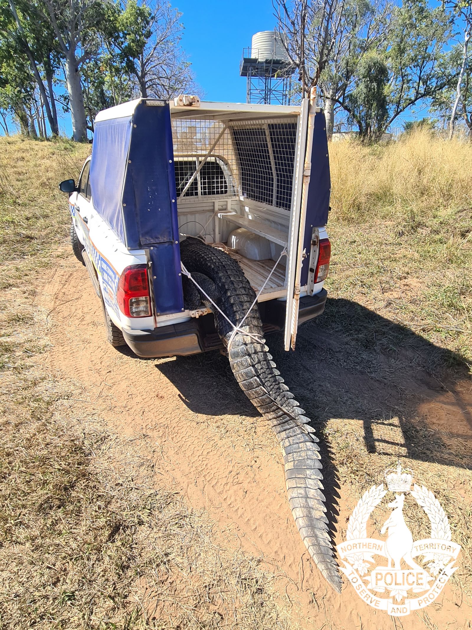 A photo of saltwater crocodile is moved into police UTE.