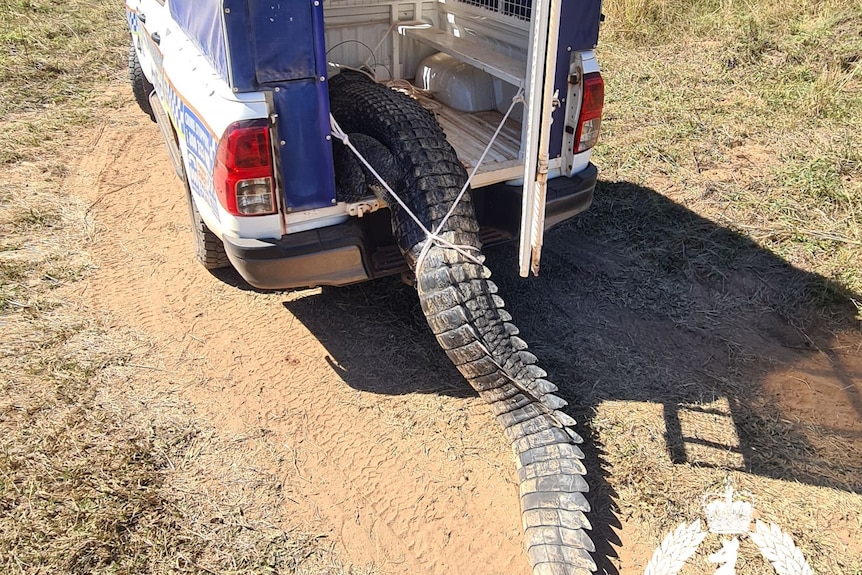 A photo of saltwater crocodile is moved into police UTE.