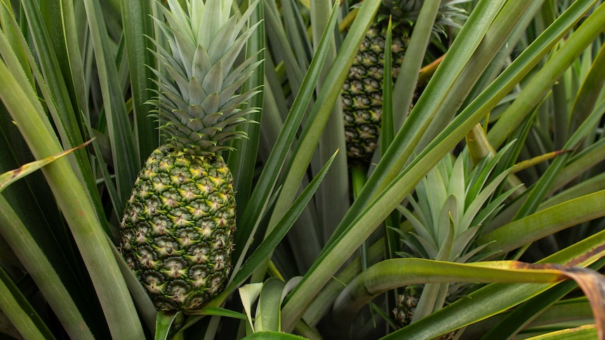 Close up of a pineapple
