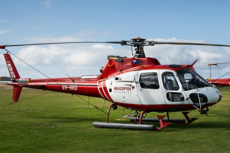 Two large helicopters in a field