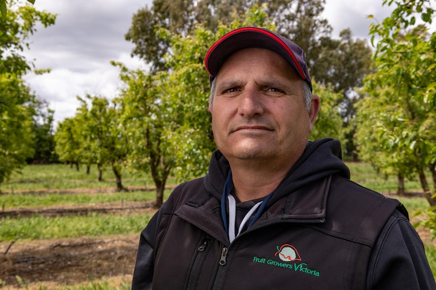 Un hombre con gorra de pie en un huerto de frutas 