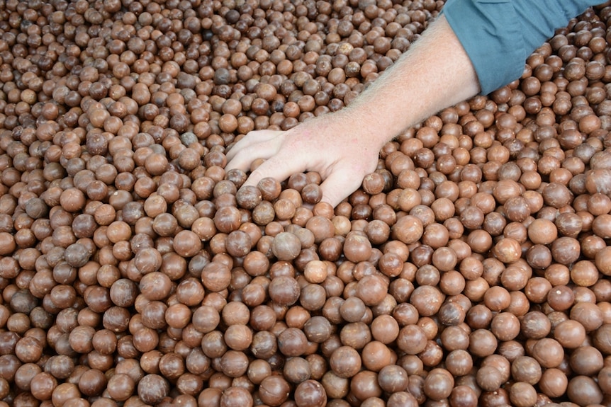 A crate full of harvested macadamias at Gray Plantation