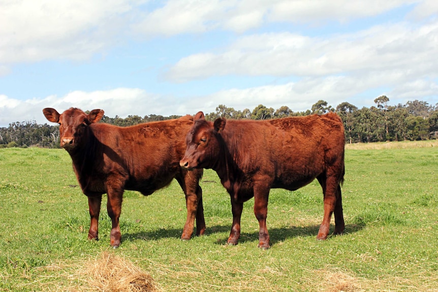 Two red angus calves standing in a paddock.