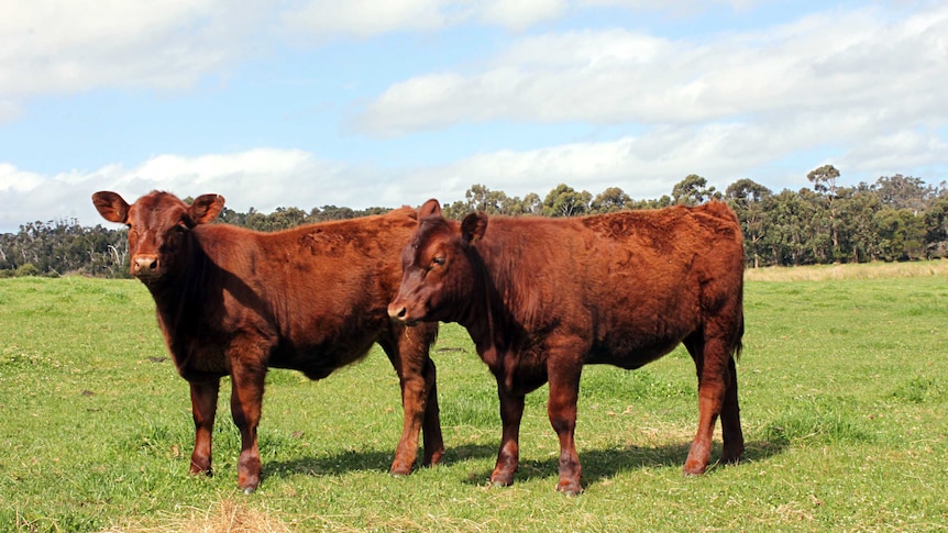 Two red angus calves standing in a paddock.