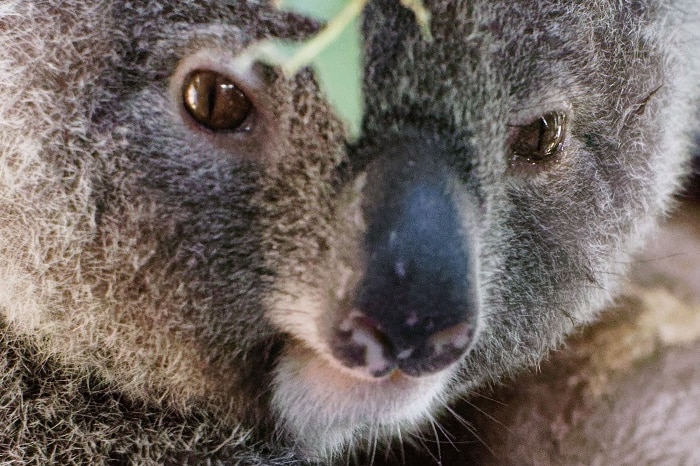 A baby koala rests on a tree branch with an injured arm.