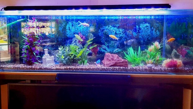 An illuminated home aquarium with fish swimming in it.