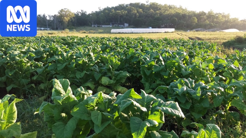 is it illegal to grow tobacco in australia Australia? Raids on Bundaberg farms net