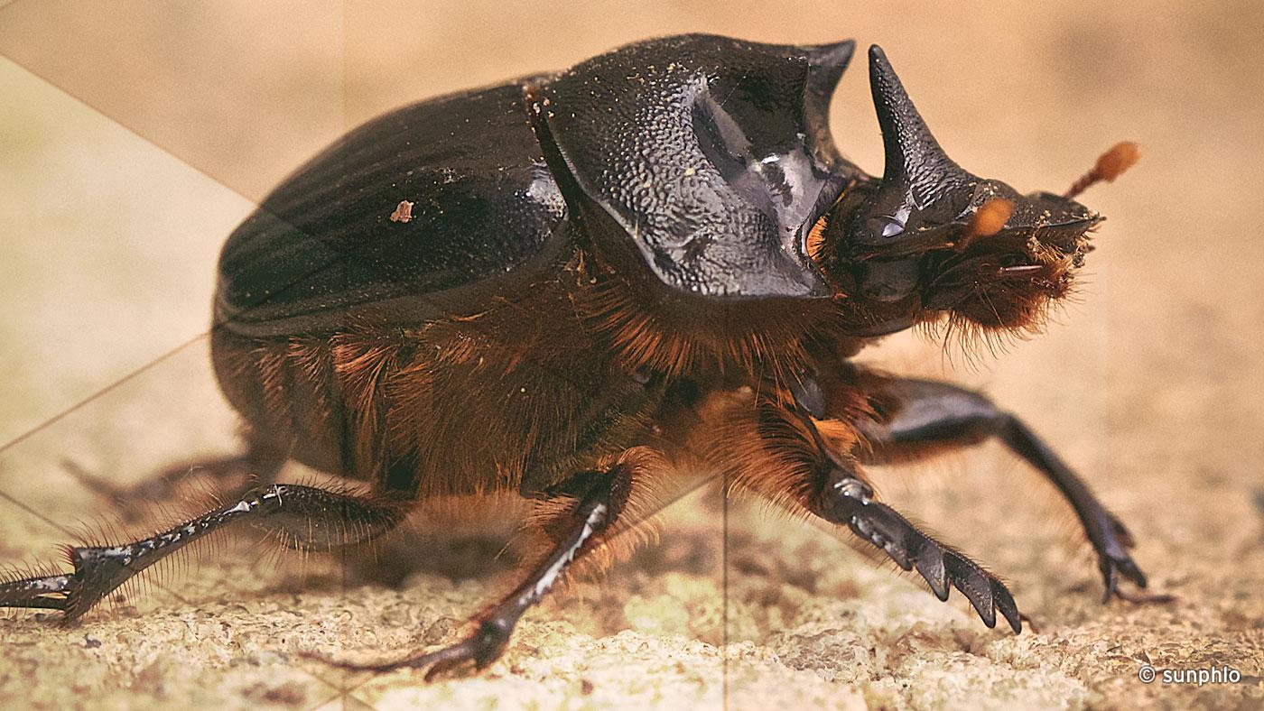 Dung Beetles - Behind The News