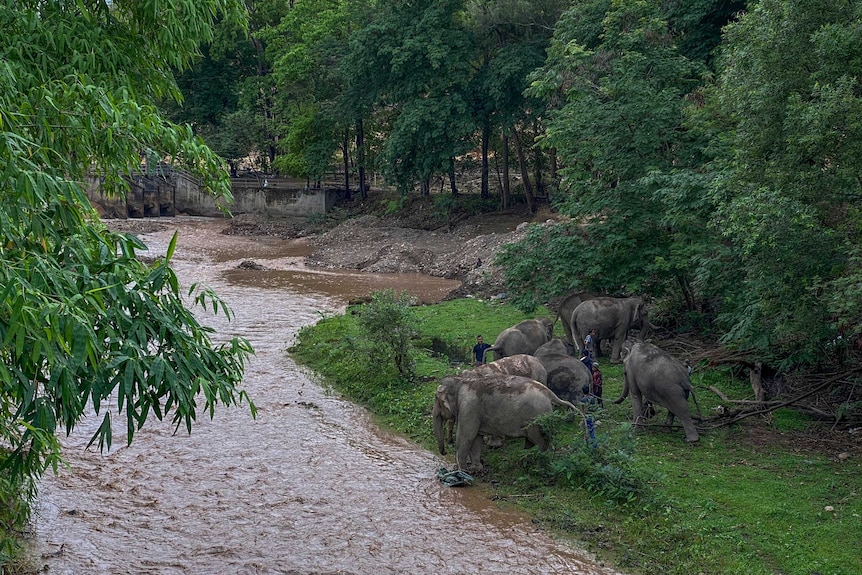 elephants play in a creek with children.