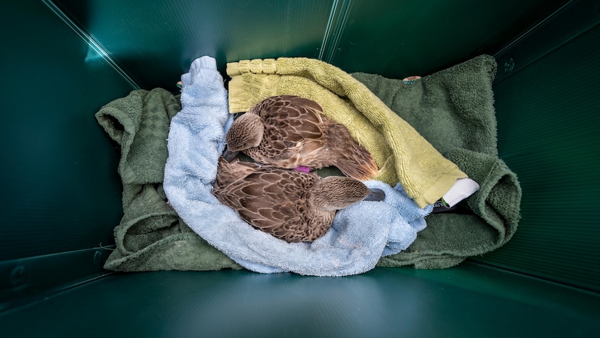 Two ducks sitting on towels in a container