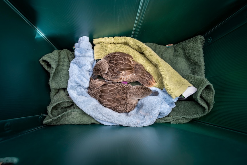 Two ducks sitting on towels in a container