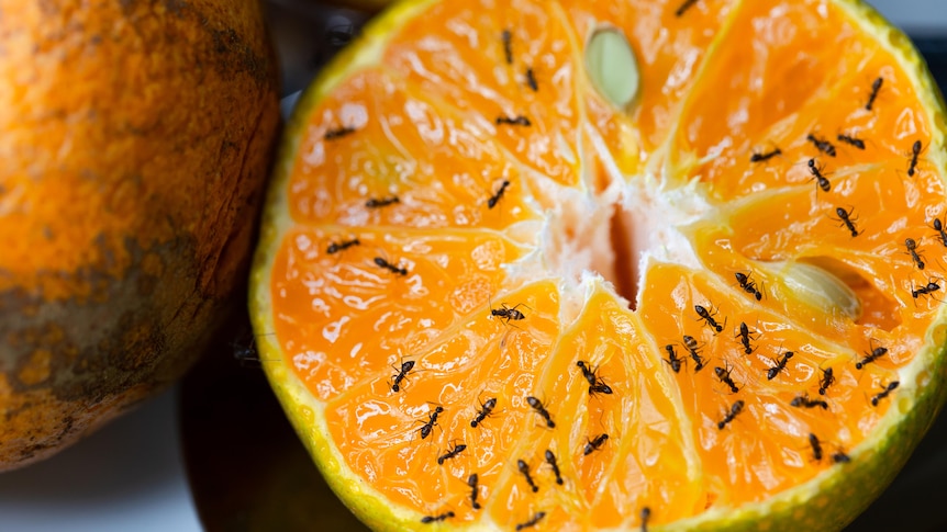 Ants crawl on an orange.