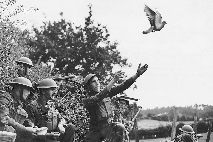 A black-and-white photo shows British soldiers releasing two carrier pigeons during World War II.
