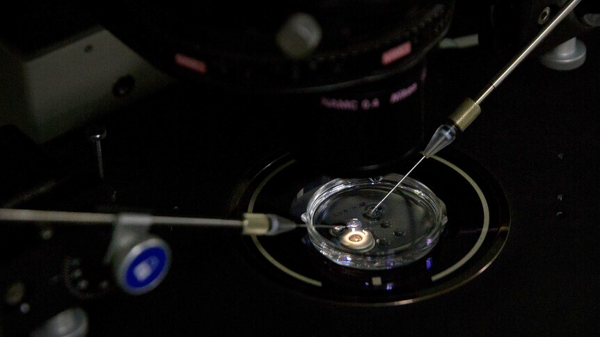 An embryo receives a small dose of Cas9 protein and PCSK9 sgRNA in a sperm injection microscope.