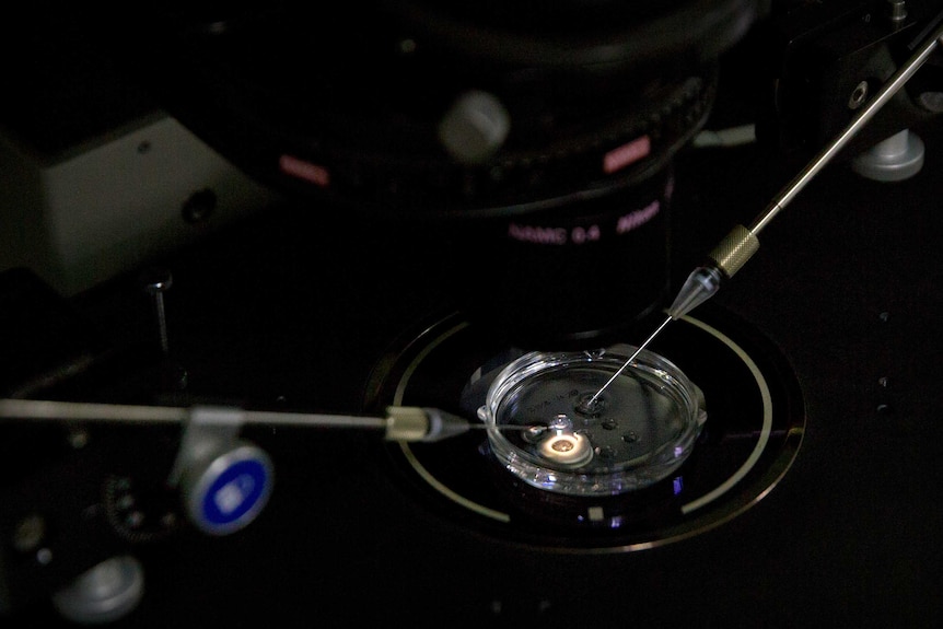 An embryo receives a small dose of Cas9 protein and PCSK9 sgRNA in a sperm injection microscope.