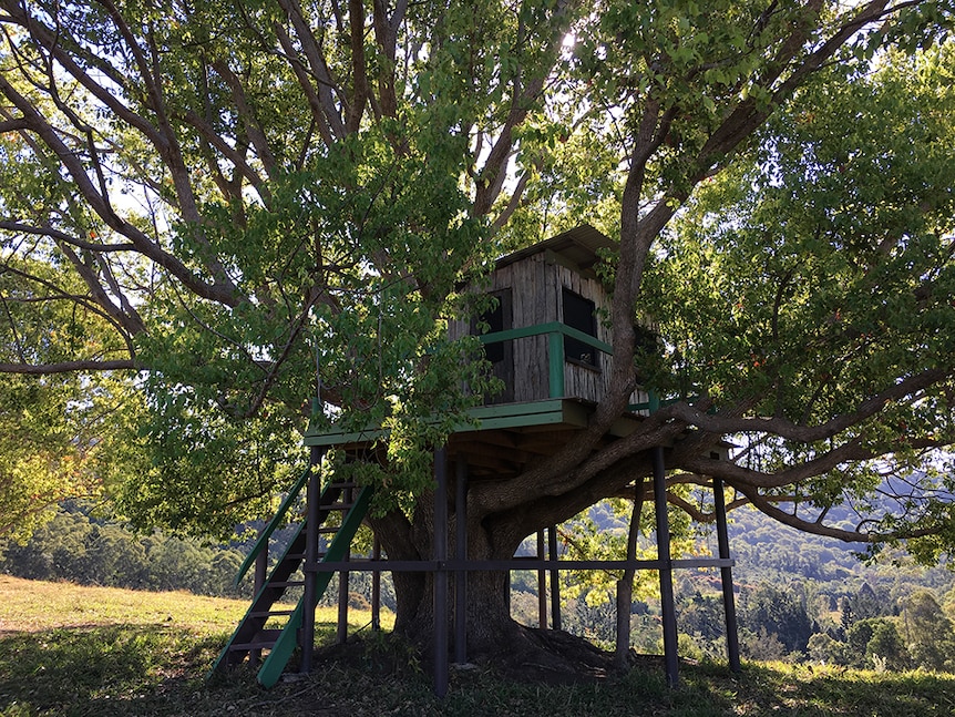 A cubby house in a Camphor laurel tree.