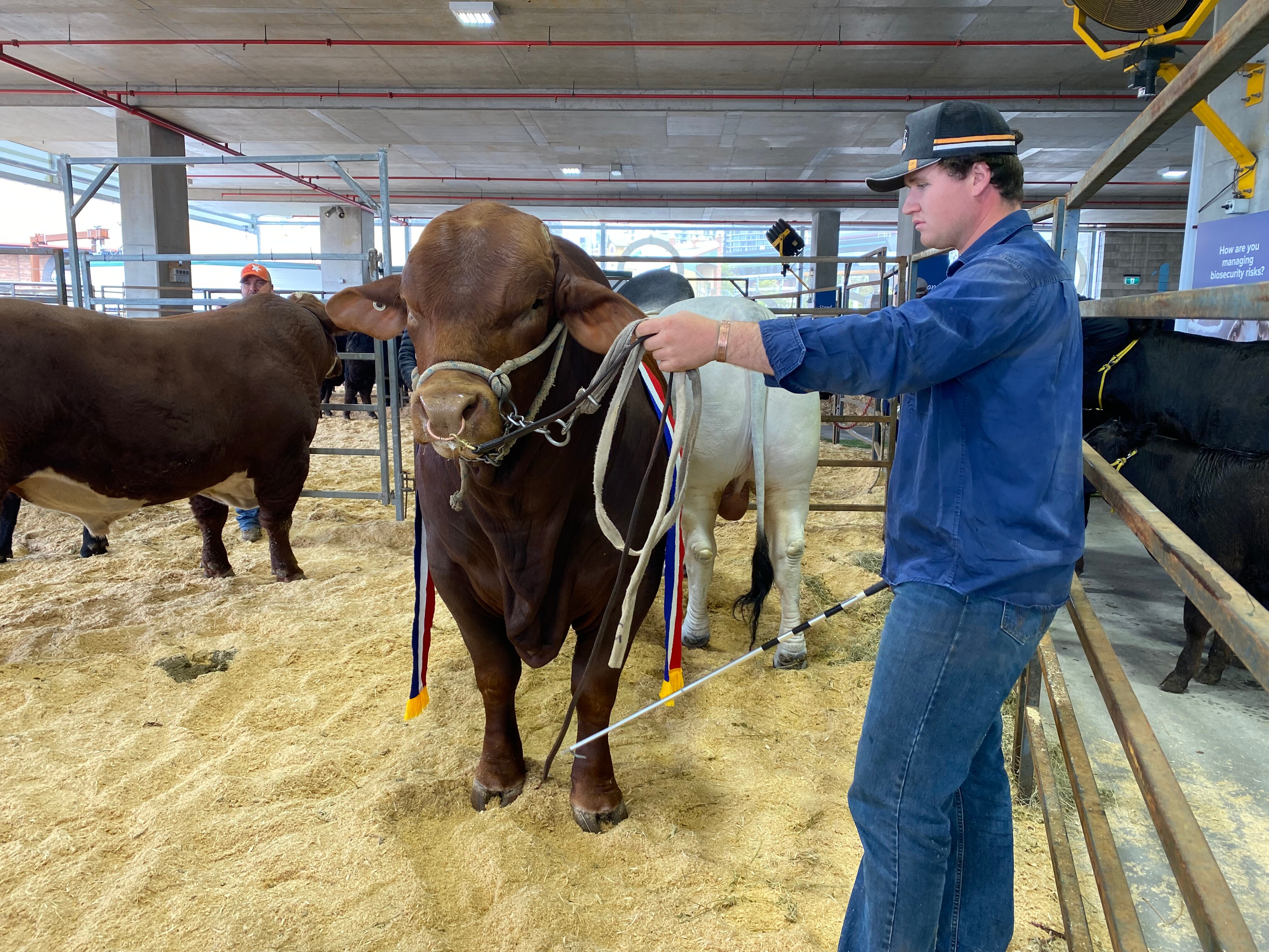 A man holding the reins of a cow at the Ekka