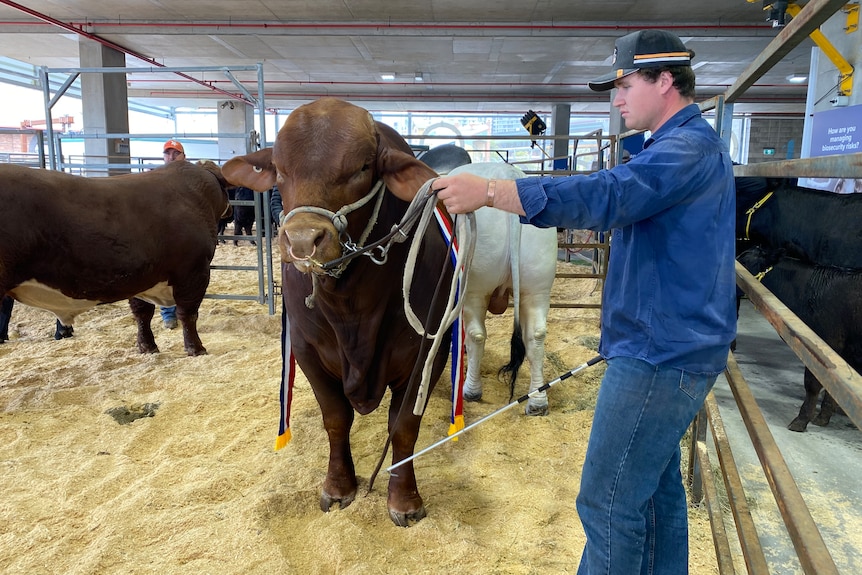 A man holding the reins of a cow in Ekka