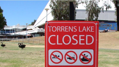 Blue-green algae has forced the closure of the River Torrens
