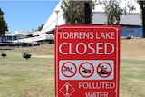 Blue-green algae has forced the closure of the River Torrens