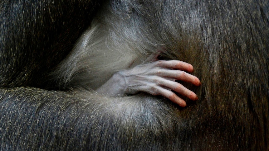 A female Drill monkey holds her baby.