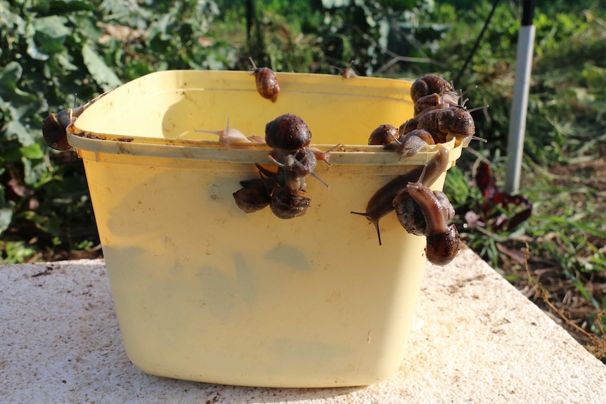 A close-up photo of a bucket of snails at the Coonalpyn snail farm.