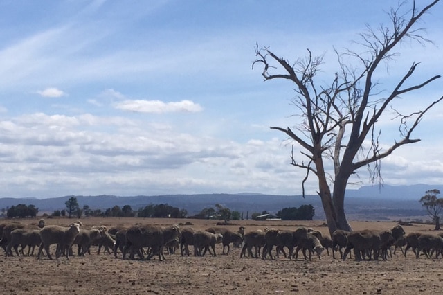 Drought conditions in Epping, Tasmania
