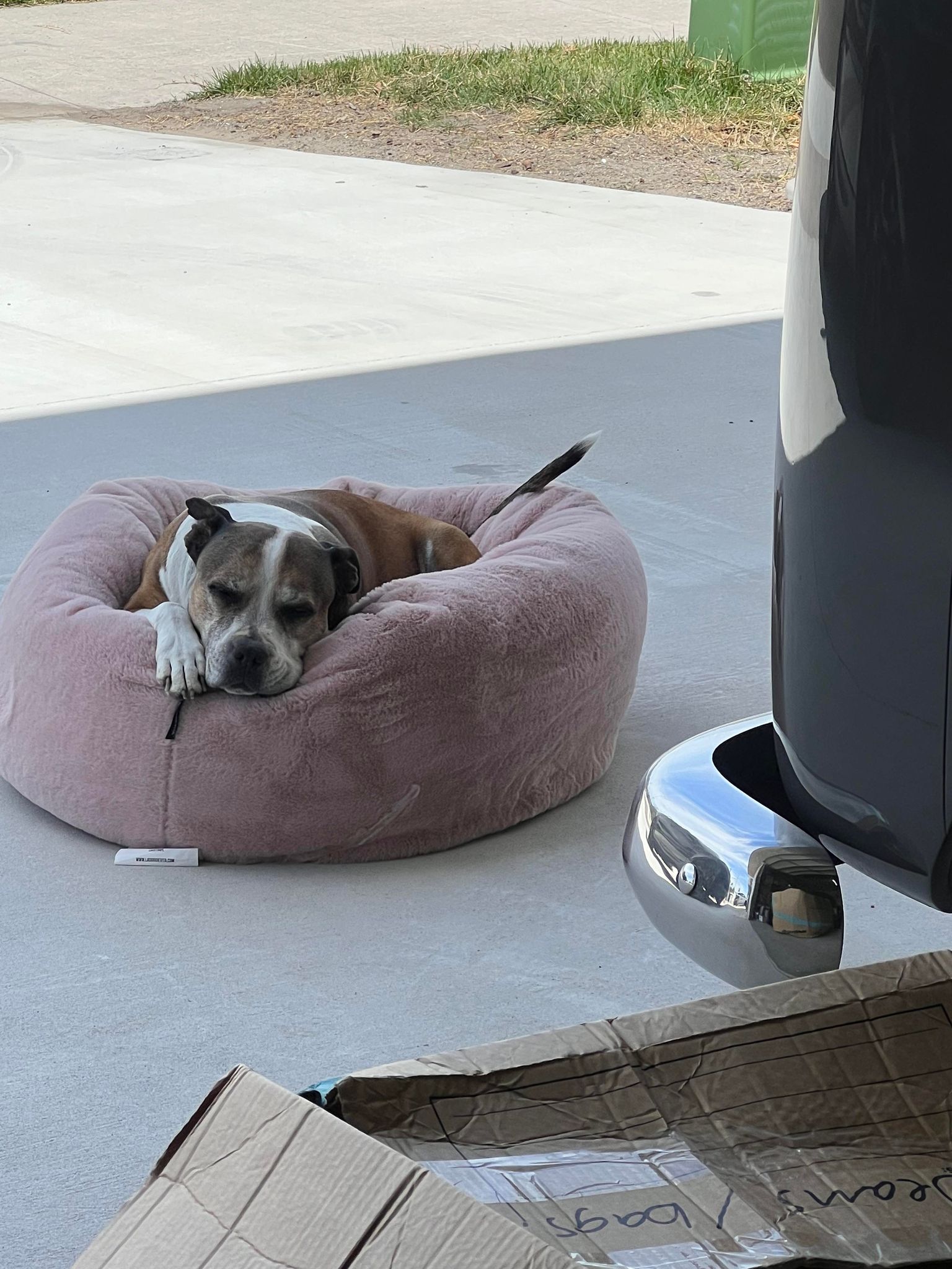 A dog lying on a pink dog bed.