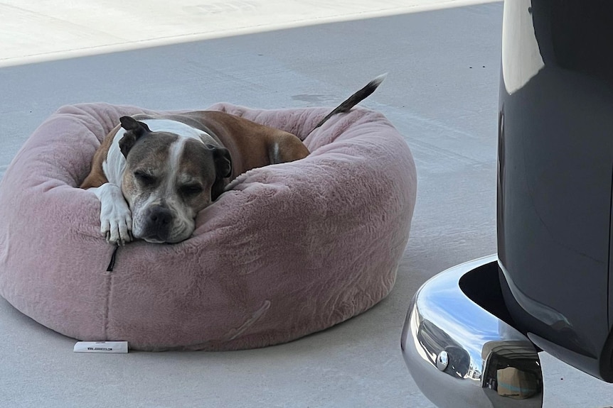 A dog lying on a pink dog bed.